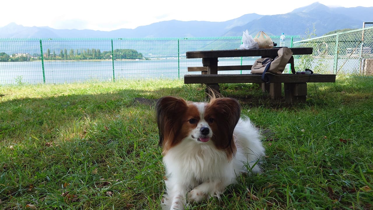 犬連れキャンプ