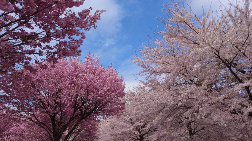 赤城南面千本桜