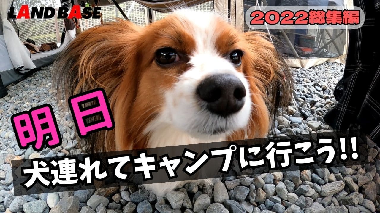 明日、犬連れてキャンプに行こう