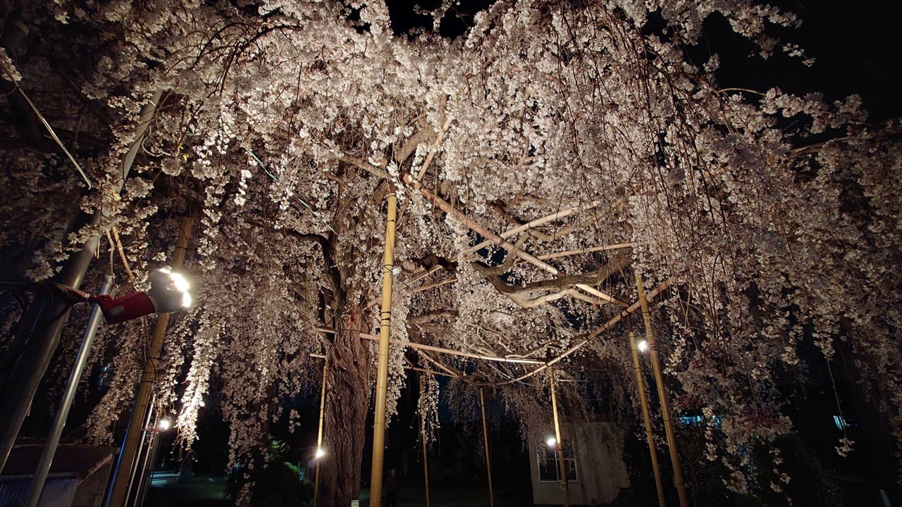 栗谷　枝垂桜