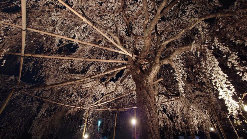 栗谷の須賀神社　枝垂桜